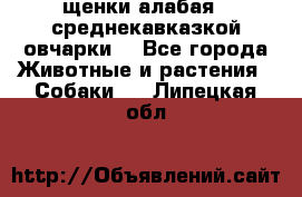 щенки алабая ( среднекавказкой овчарки) - Все города Животные и растения » Собаки   . Липецкая обл.